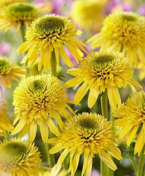 Echinacea hybridn ECCENTRIC YELLOW kont. 0,5 l