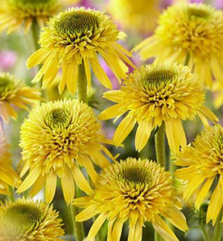 Echinacea hybridn ECCENTRIC YELLOW kont. 0,5 l