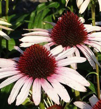 Echinacea hybridn PINK TIP kont. 0,5 l