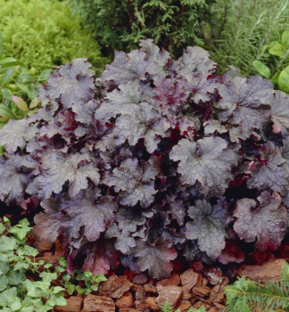 Heuchera hybridn PLUM PUDDING, kont. 0,5 l