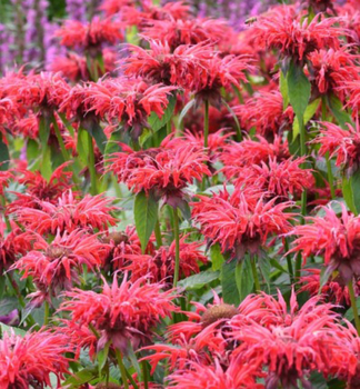 Monarda podvojn GARDENVIEW SCARLET, kont. 0,5 l