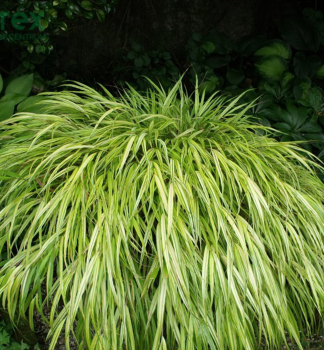 Hakonechloa macra STRIPE IT RICH kont. 0,5 l