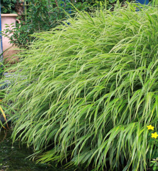 Hakonechloa macra ALBOSTRIATA kont. 0,5 l