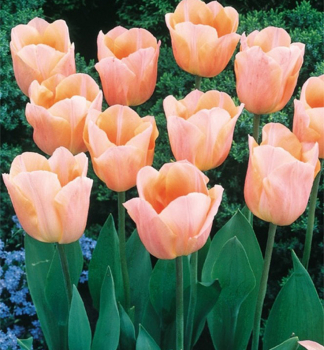 Tulipn APRICOT BEAUTY 5 ks v balen