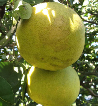 Citrus grandis (pomelo) SIAMENSIS 20-30 cm, kont. 2 l