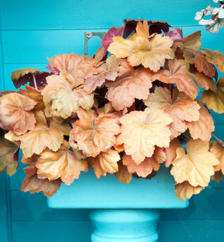 Heuchera hybridn CARAMEL, kont. 0,5 l