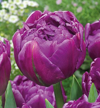 Tulipn NEGRITA DOUBLE 5 ks v balen