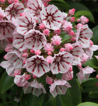 Kalmia irokolist PEPPERMINT 20-30 cm, kont. 4 l