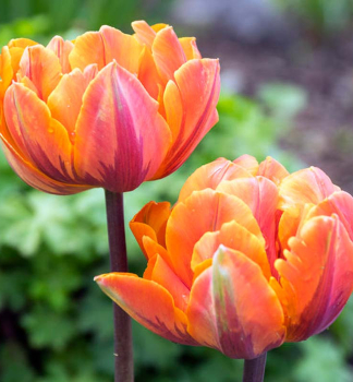 Tulipn ORANGE PRINCESS 5 ks v balen