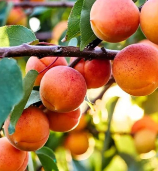 Marhua MAARSK GNCI podp. myrobaln, vonok.