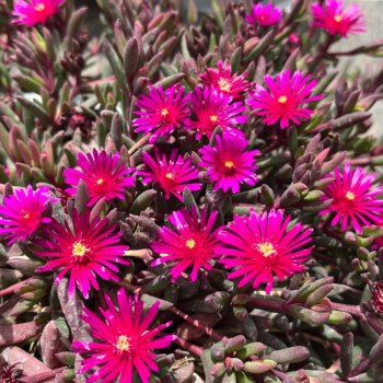 Delosperma DESERT DANCER PURPLE kont. 0,5 l