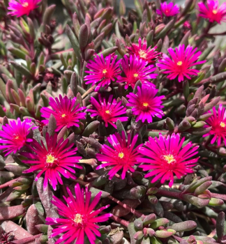 Delosperma DESERT DANCER PURPLE kont. 0,5 l