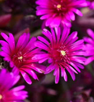 Delosperma DESERT DANCER PURPLE kont. 0,5 l