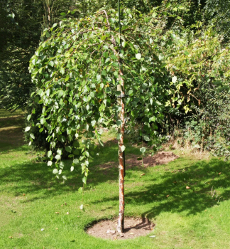 Breza ierna SUMMER CASCADE na kmienku 180 cm, kont. 25 l