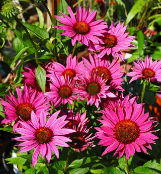 Echinacea hybridn JS ROHO kont. 0,5 l